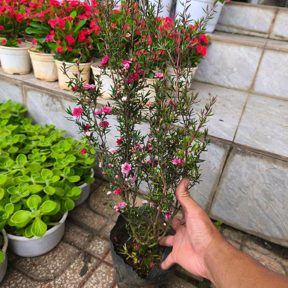 Cây ƞhất chi mai - (cây tùng tuyết mai) - cây bonsai mini để bàn