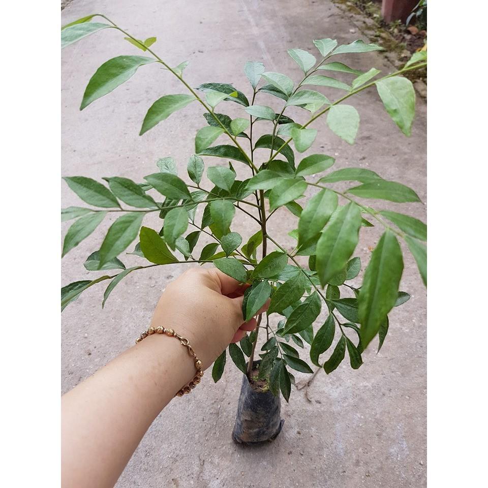 Combo 2 cây mắc mật lá nếp giống chuẩn (ảnh thật), cây mắc mật
