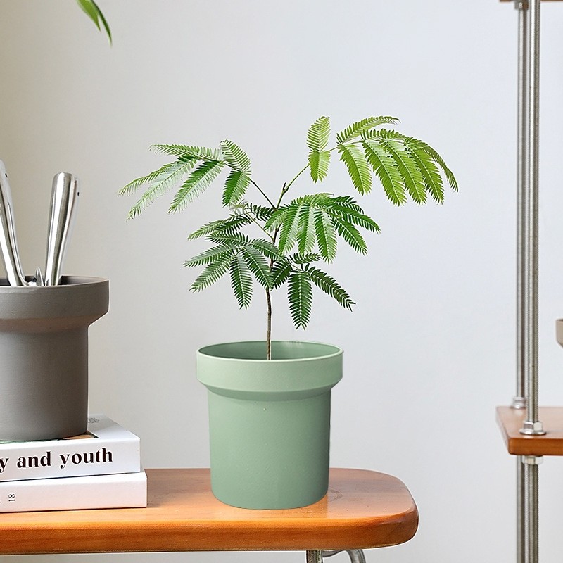 Spring Home กระถางจิ๋ว แคคตัส บอนไซ ไม้กระถาง pot plant ตกแต่งสวน ระเบียง ราคา 18 บาท*ส่งฟรี
