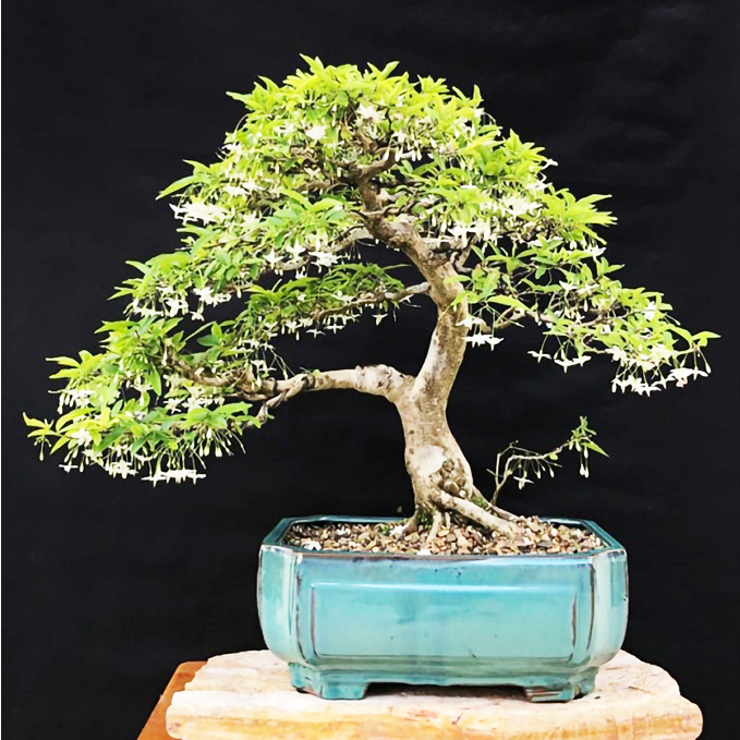 Mai chiếu thủy lá kim - lời chúc ý nghĩa mang nhiều may mắn, sung túc, trường tồn và sức khỏe cho gia chủ Cây Giống Khỏe