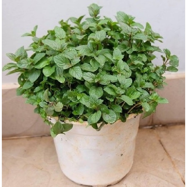 cây giống rau húng Bạc Hà Sô cô la - Chocomint