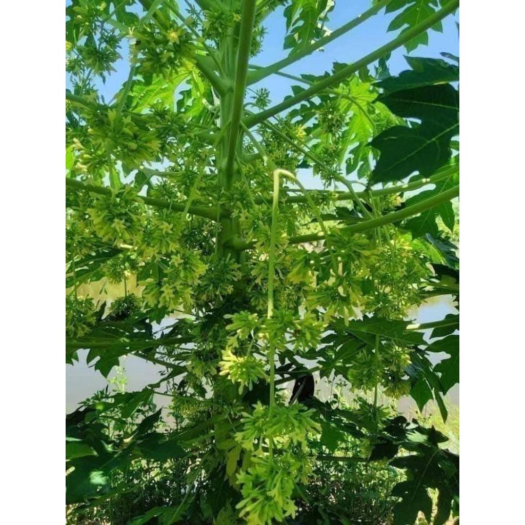 5 cây con đu đủ đực siêu hoa bao chuẩn giống