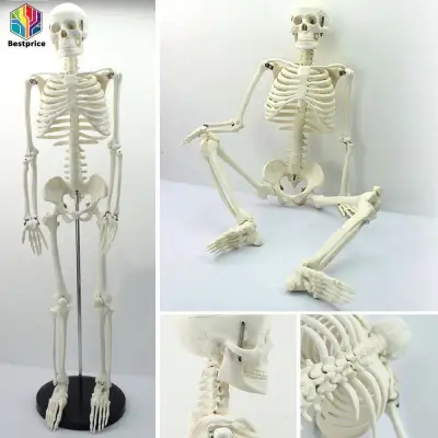 Full Body PVC 45CM Human Anatomical Anatomy Skeleton Teaching Model