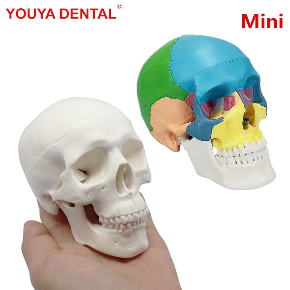 Mini Dental Skull Model Medicine Dentistry 3D Human Anatomical Anatomy