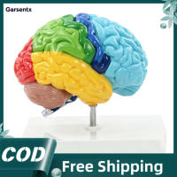 Garsentx Mô hình não người bán cầu bên phải tỷ lệ 1:1 Yctze dành cho nhà giáo dục tâm lý học thần kinh Mô hình sao chép giải phẫu được mã hóa màu sắc chính xác của cấu trúc thần kinh Chất liệu PVC 17x8x18CM