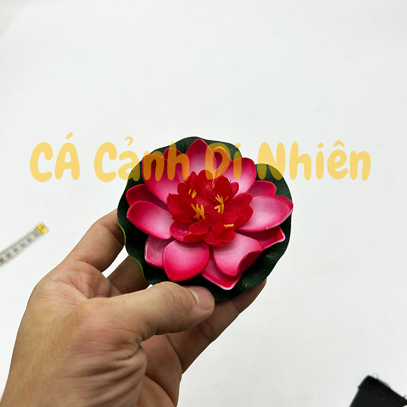 Hoa sen thả nổi mặt nước Size NHỎ BÔNG NỞ trang trí hồ cá cảnh - 9