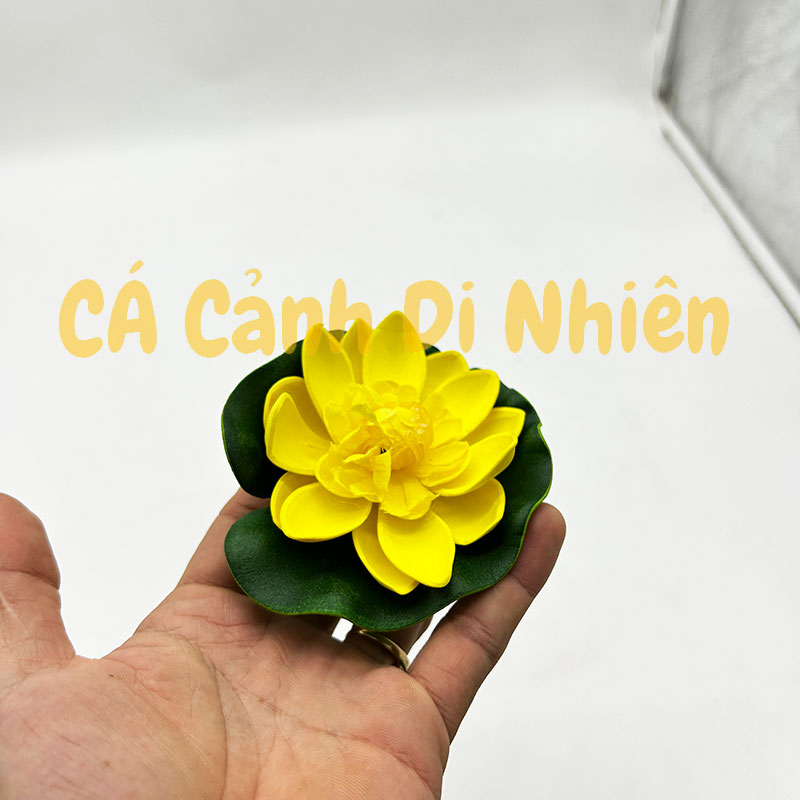Hoa sen thả nổi mặt nước Size NHỎ BÔNG NỞ trang trí hồ cá cảnh - 3