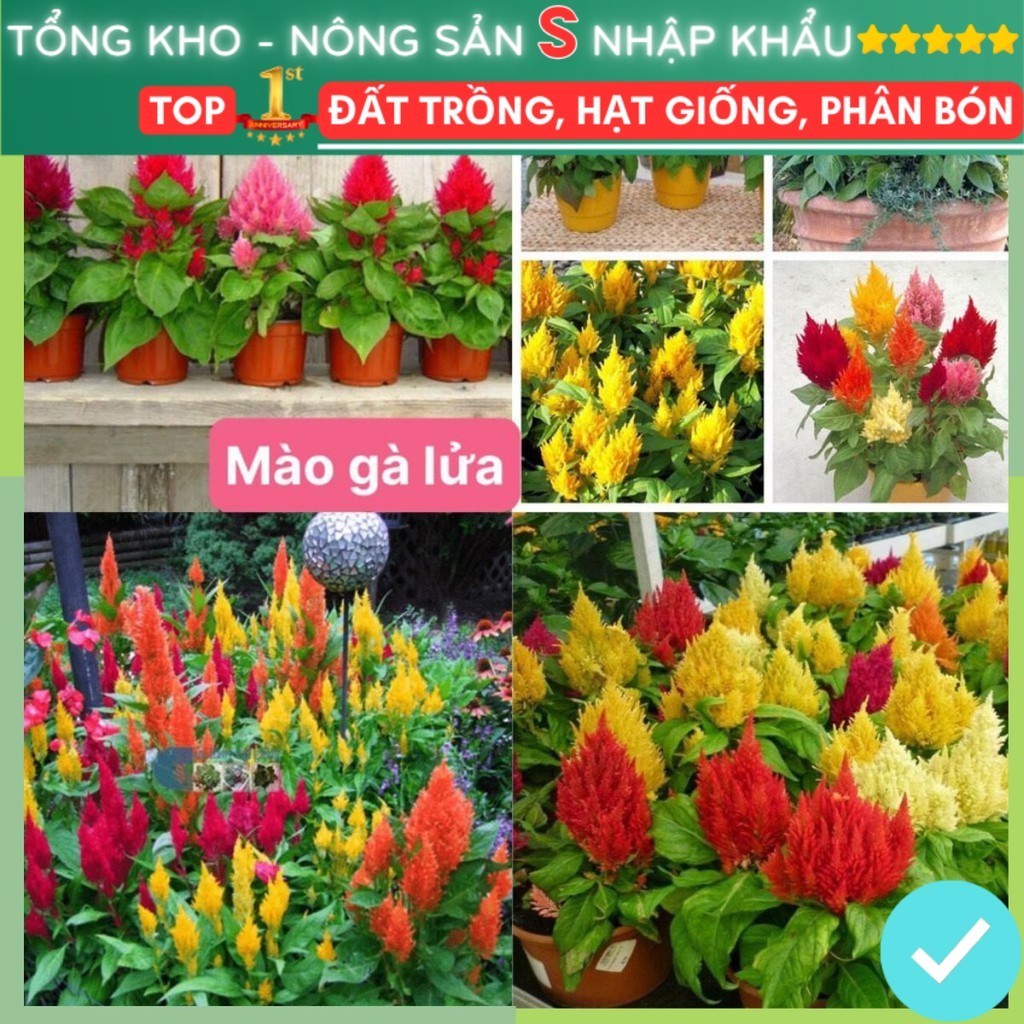 Gói 200 Hạt Giống Hoa Mào Gà Lửa F1 Hạt Chất Lượng Dễ Trồng Hoa Nở Siêu Đẹp Mix nhiều màu dễ chăm sóc