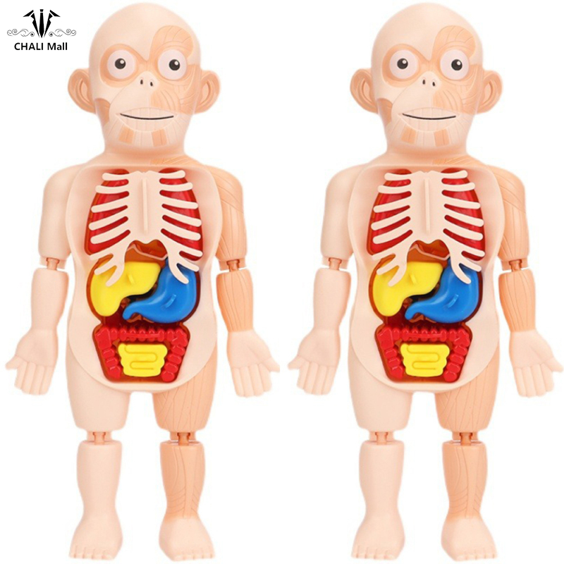 CHALI 3D Puzzle Human Body Anatomy Model Organ Assembled Educational