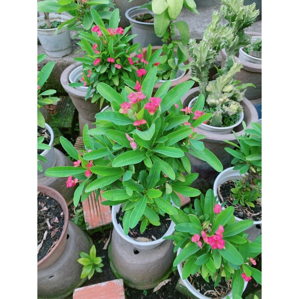 Xương Rồng Bát Tiên