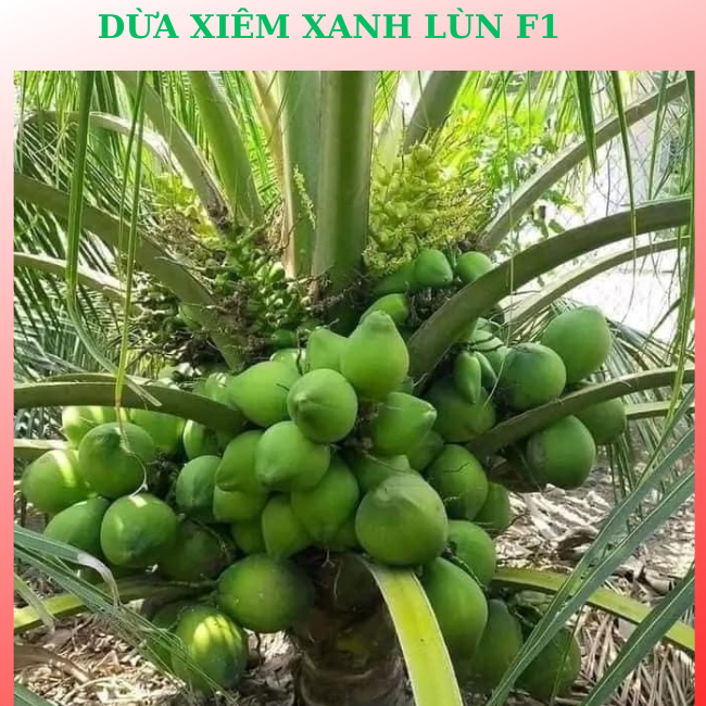  giống cây  dừa xiêm xanh lùn f1  cây giống năng suất cao dễ trồng nhanh cho thu hoạch 