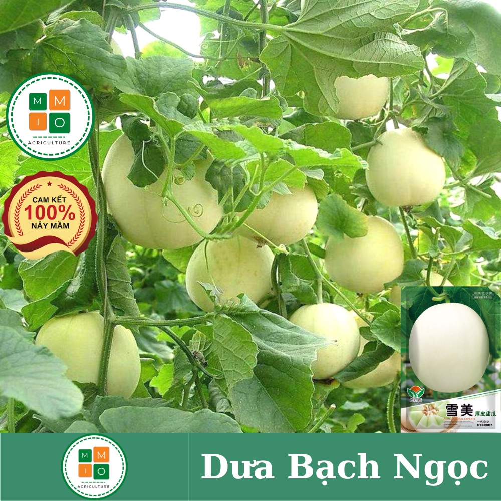 Hạt giống dưa lê siêu ngọt Bạch Ngọc F1 - Hybrid