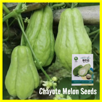 25pcs/pack Sayote Chayote Seeds for Planting - High Yield Chayote Melon Seeds for Planting Vegetables Seeds for Gardening Sechium Edule Buto Ng Gulay Organic Vegetable Plants Balcony Potted Live Plant Chayote Seedlings Chayote Fruit Planting