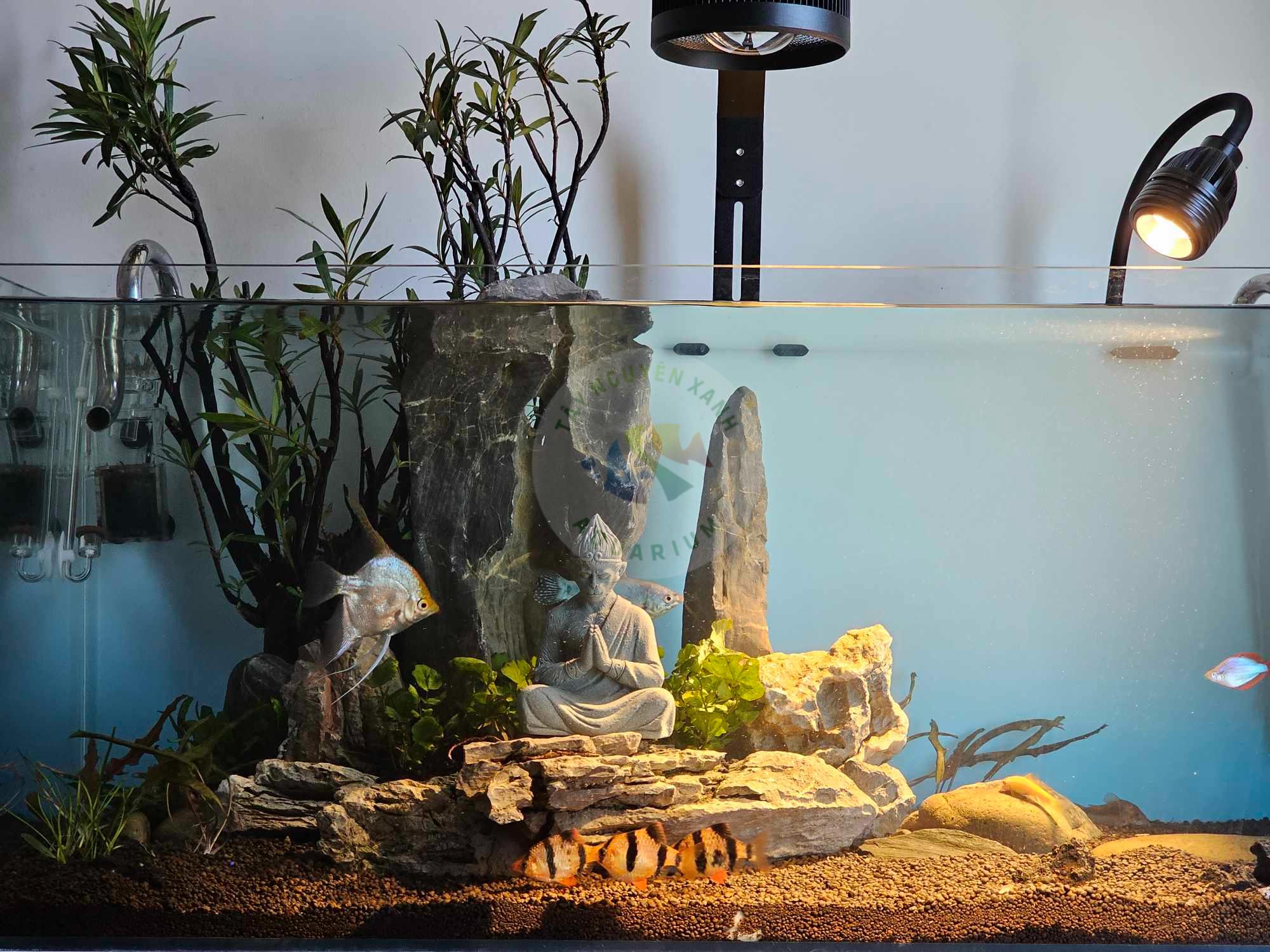 Cây Mị Nương Trang Trí Hồ Biotope Hồ Bán Cạn Lá Đỏ Cực Đẹp