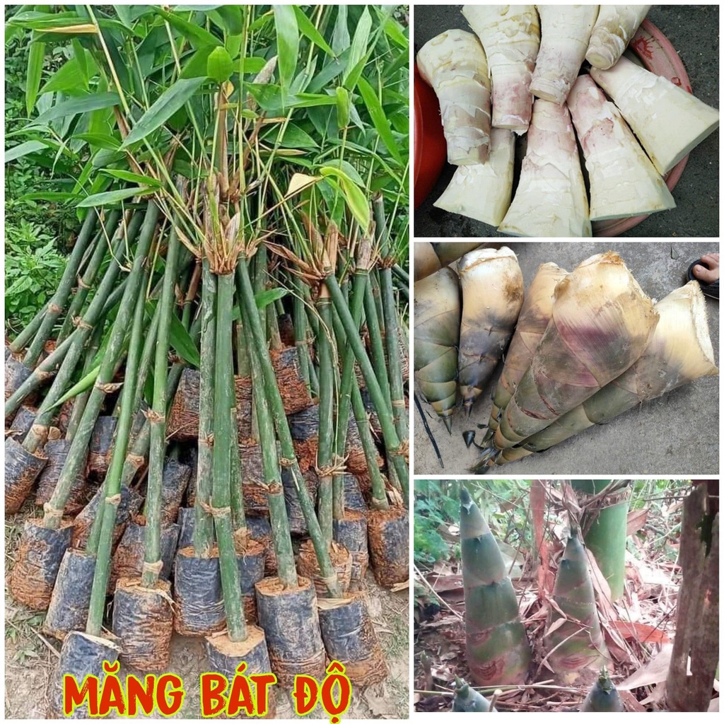Cây giống tre lấy măng tre bát độ