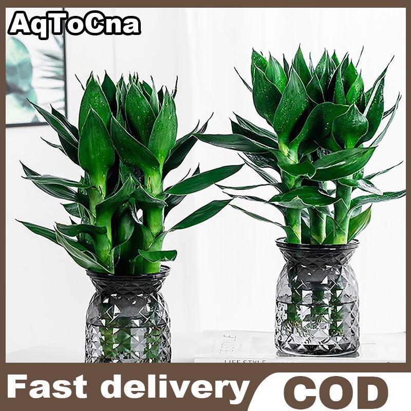 AqToCna กระถางต้นไม้พลาสติกใสรดน้ำด้วยตัวเองขนาดเล็กสำหรับตกแต่งบ้าน ราคา 40 บาท*ส่งฟรี
