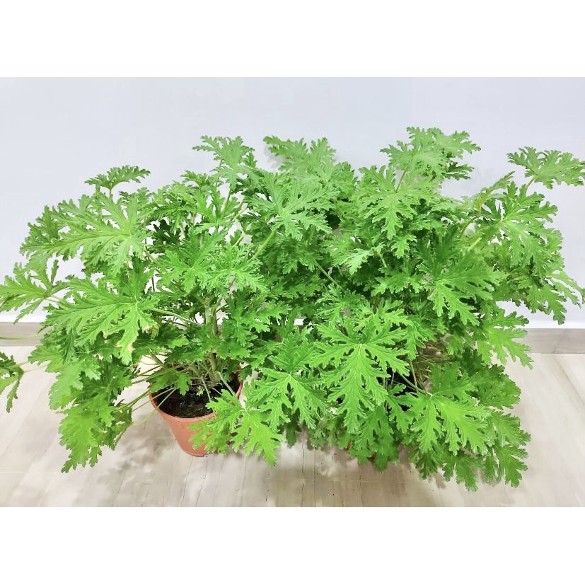 Citronella Live Plant Anti Mosquito Fresh Gardening Indoor Plant Outdoor Plant