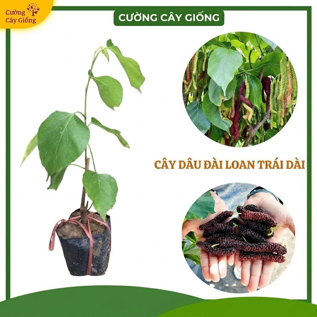 CÂY GIỐNG DÂU ĐÀI LOAN TRÁI DÀI F1 - QUẢ SIÊU DÀI, NGỌT LỊM KHÔNG CHUA
