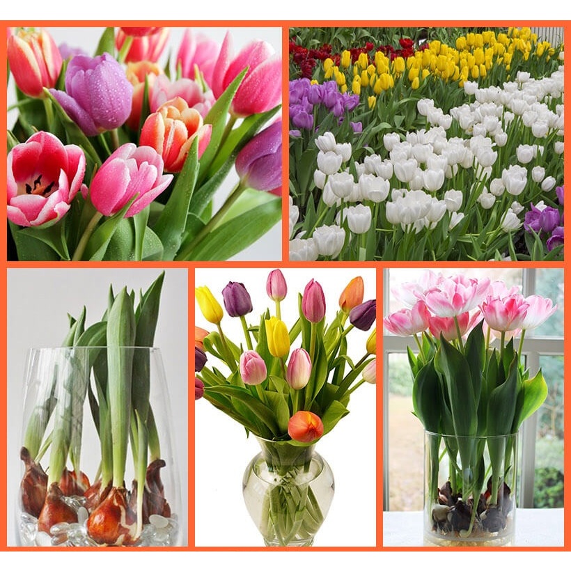 5 hạt giống hoa tulip trộn nhiều mầu có củ hoa tulip đẹp trồng tết. 30-45 ngày nở củ hoa tulip nhiều màu tặng kèm hạt 45 - giống hoa nhập khẩu