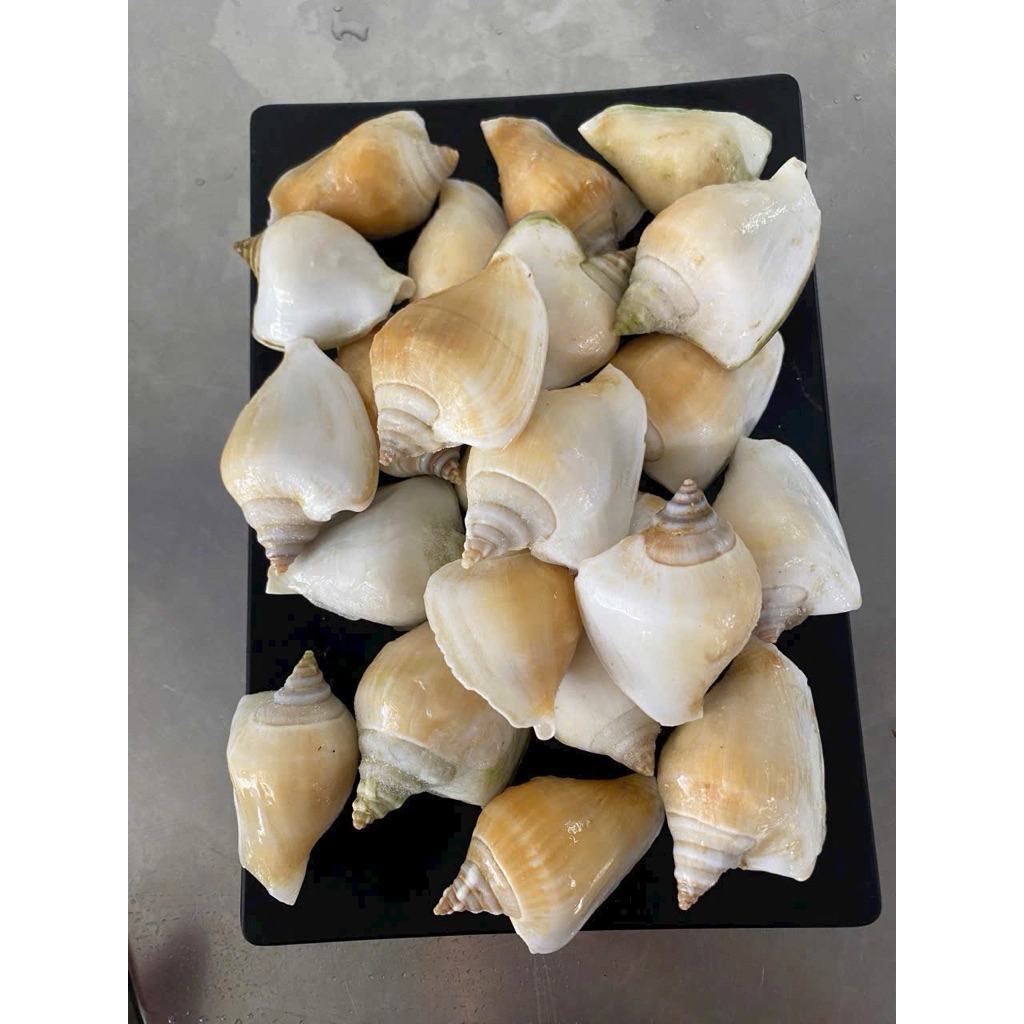 Ốc Nhảy size 40-60 con 1kg ( Giao TPHCM )