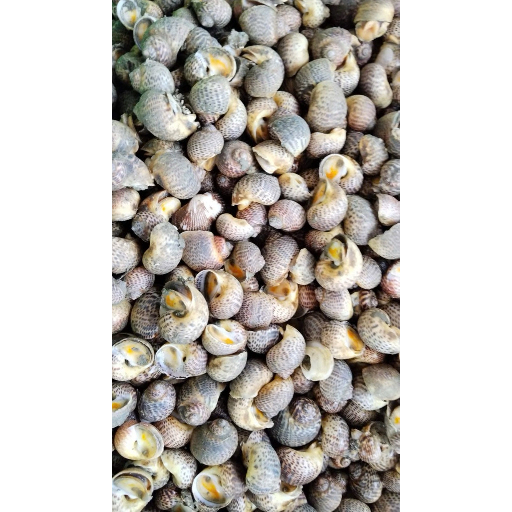 Ốc Bông size 100-200 con 1kg ( Giao TPHCM )