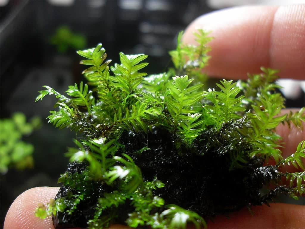 Rêu phưỡng vĩ làm terrarium
