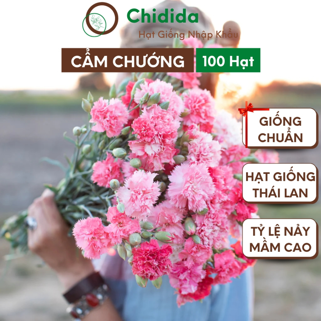 Hạt giống hoa cẩm chướng Chidida giống hoa nhiều màu cánh kép Thái Lan gói 100 hạt dễ trồng