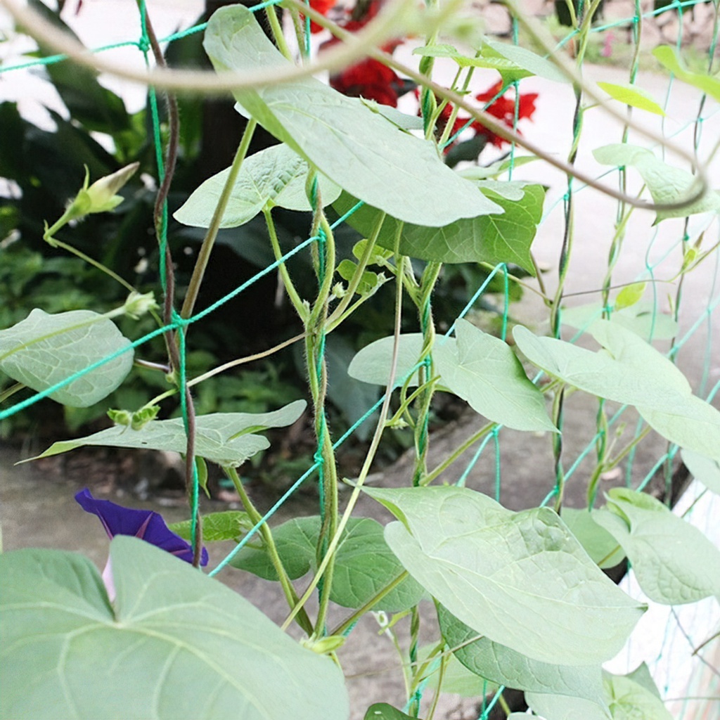 Lưới làm giàn leo, Lưới làm giàn cây leo, Lưới giàn mướp, nho, bầu bí, cây hoa, dưa chuột