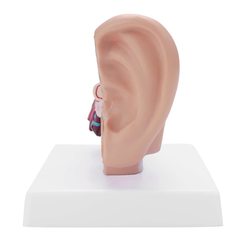 【Sleek】 1.5 Times Human Ear Anatomy Model Showing Organs Structure Of The Central And External Ears Teaching Supplies