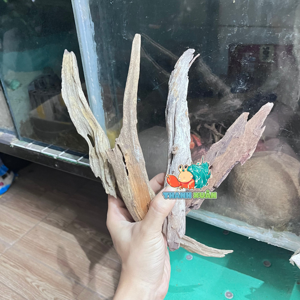 Cành lũa san đá giao ngẫu nhiên kích thước dài khoảng 15cm - 25cm