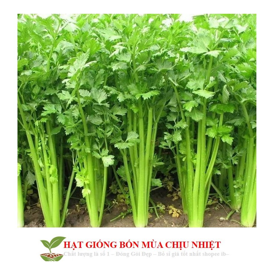 Gói 200 hạt giống cần tây - giống tốt