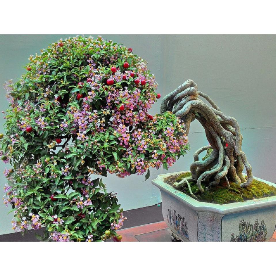 CHẬU CÂY Hồng ngọc mai bonsai  CHẬU CÂY LỚN ĐẸP