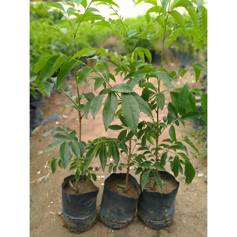 2 Cây mắc mật, cây giống mắc mật