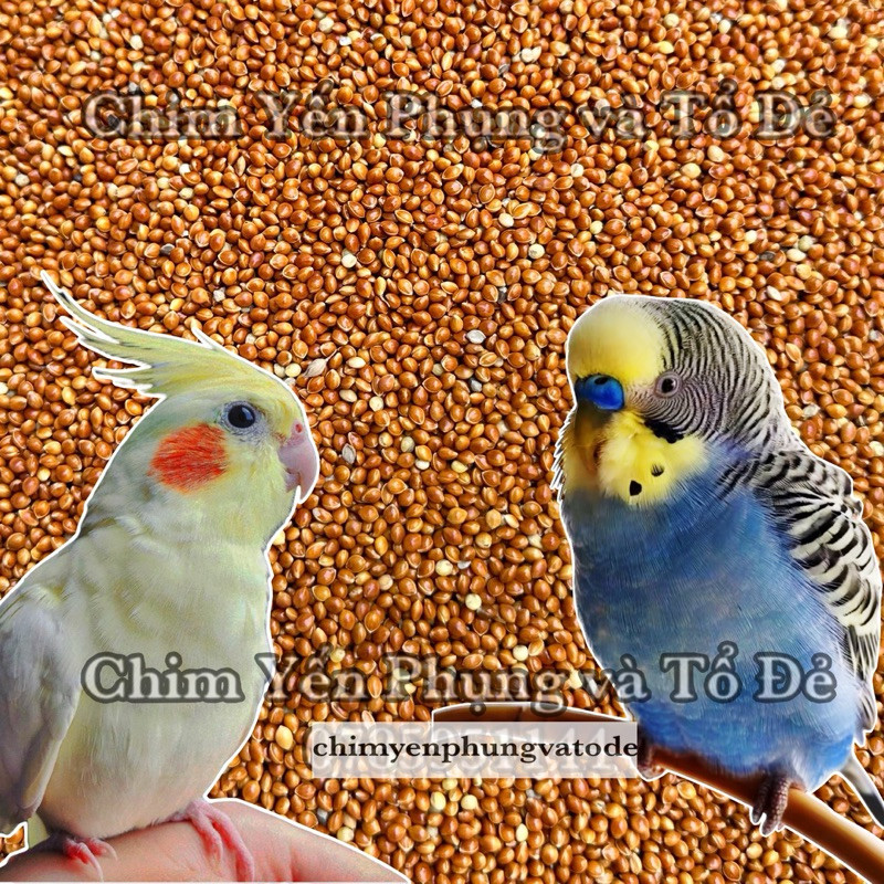 1kg kê bóng đỏ - kê đỏ hạt to [thức ăn: Chim Cảnh, Cu Gáy, Yến Phụng...]