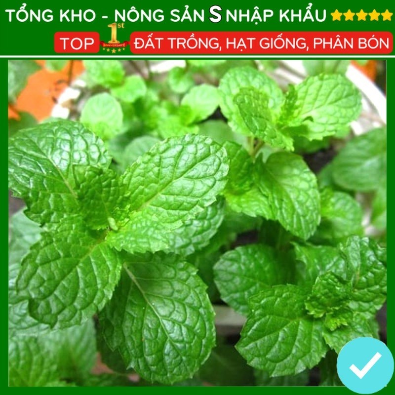 Hạt giống cây bạc hà dễ trồng năng suất cao F1 hạt giống peppermint cao sản dễ chăm sóc -nongsans