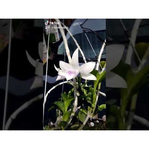 LAN ĐỘT BIẾN - Phi điệp ĐỘT BIẾN 5 cánh trắng THÚY VÂN - Hàng var hoa cực đẹp cực hiếm gieo hạt - Cây Y hình
