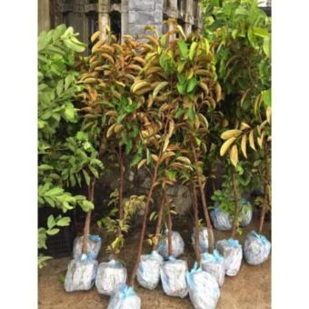 Vú sữa tím MICa cây choai trồng nhanh cho quả , cây đẹp, giống chuẩn