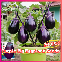 200pcs/pack High Yield Purple Big Eggplant Seeds for Planting Vegetables Plants Fresh Eggplant Vegetable Seeds for Gardening Potted Eggplant Live Plant Veggie Seeds Bonsai Eggplant Seedlings F1 Hybrid Eggplant Ready To Plant Vegetable Seeds Fast Growing