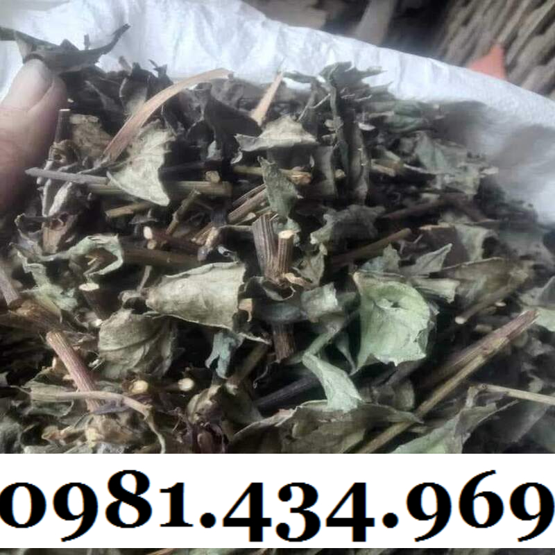 Chất - cây bầu đất khô 01kg hàng rừng chuẩn