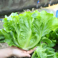 เมล็ดพันธุ์ ผักกาดหอม บรรจุ 500 เมล็ด Italian Lettuce Seeds Hydroponics Organic Vegetable Seeds for Planting เมล็ดพันธุ์ผัก เมล็ดพันธุ์แท้ OP ผักสวนครัว บอนไซ ผักออร์แกนิก พันธุ์ผัก เมล็ดผัก เมล็ดพันธุ์พืช ปลูกง่าย ปลูกได้ทั่วไทย ปลูกผัก สวนครัว โตไว