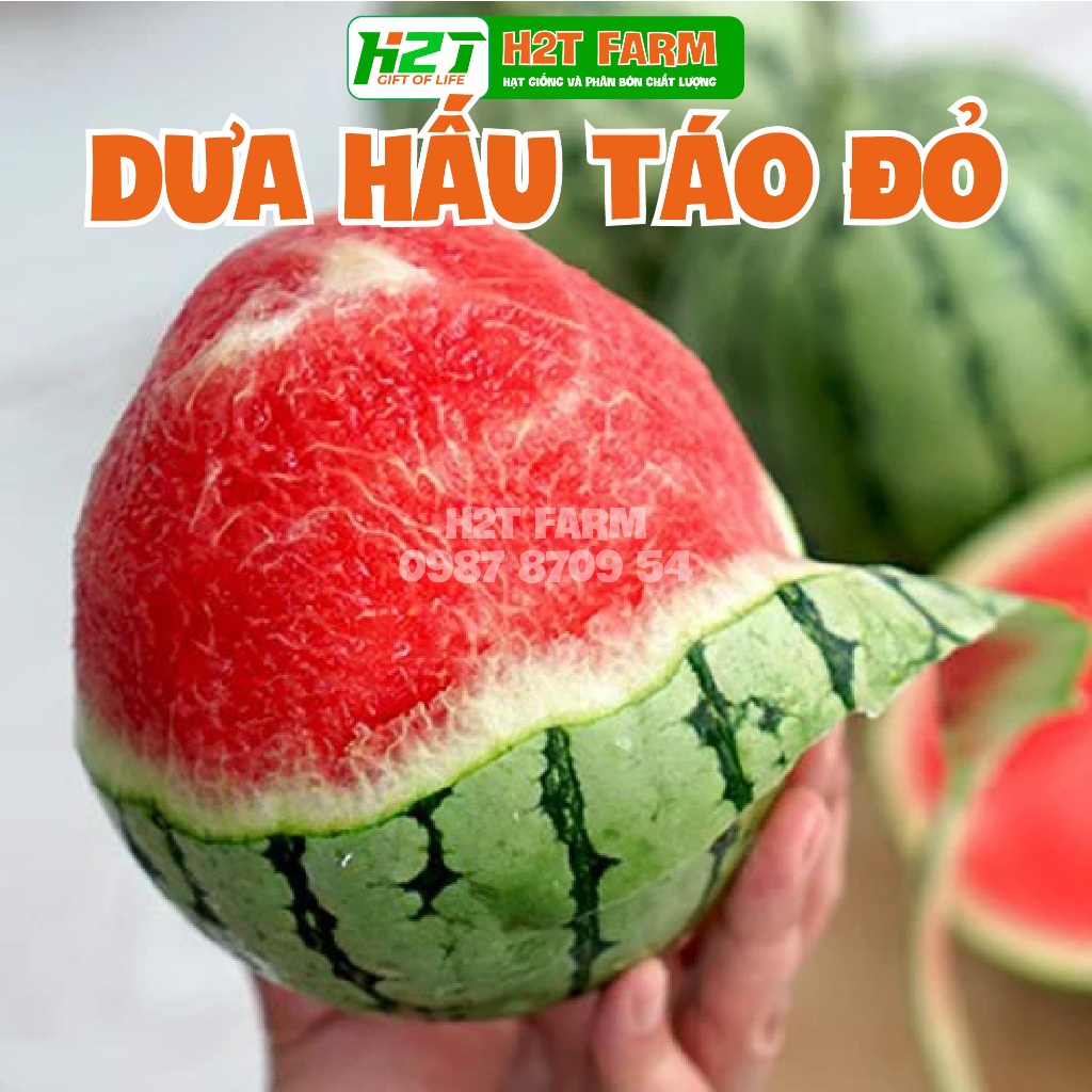Hạt giống dưa hấu táo baby ruột đỏ lai f1 - trái sai, ruột đỏ, ngọt, thơm - h2t farm