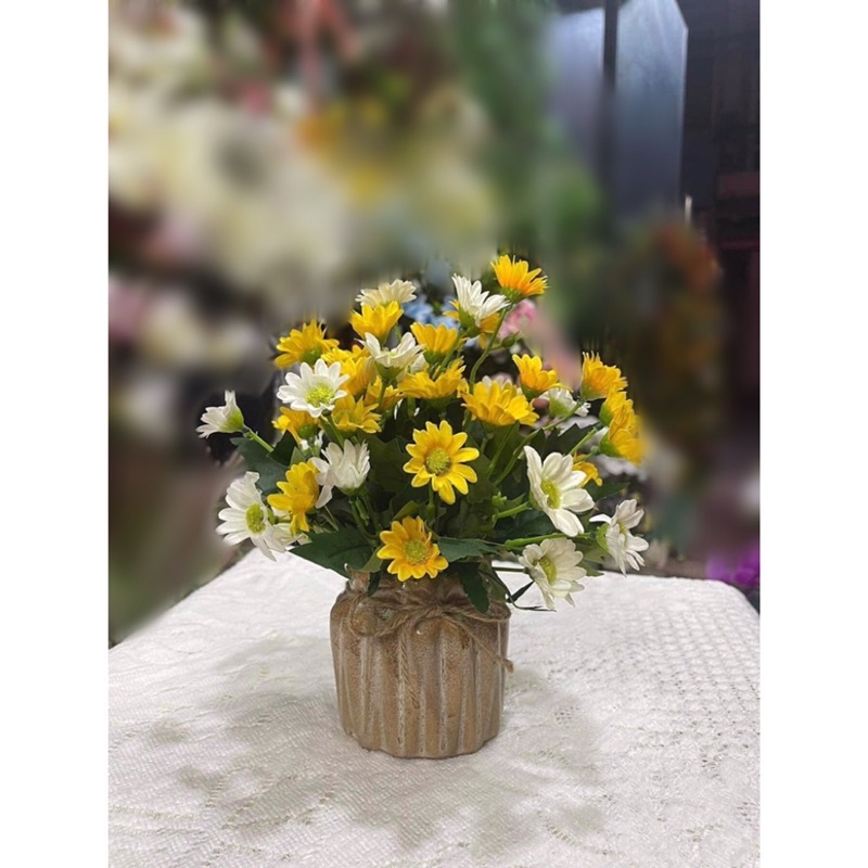 Chậu Cúc mini