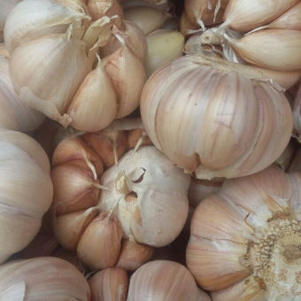 1 kg tỏi nhánh củ to đều thơm ngon