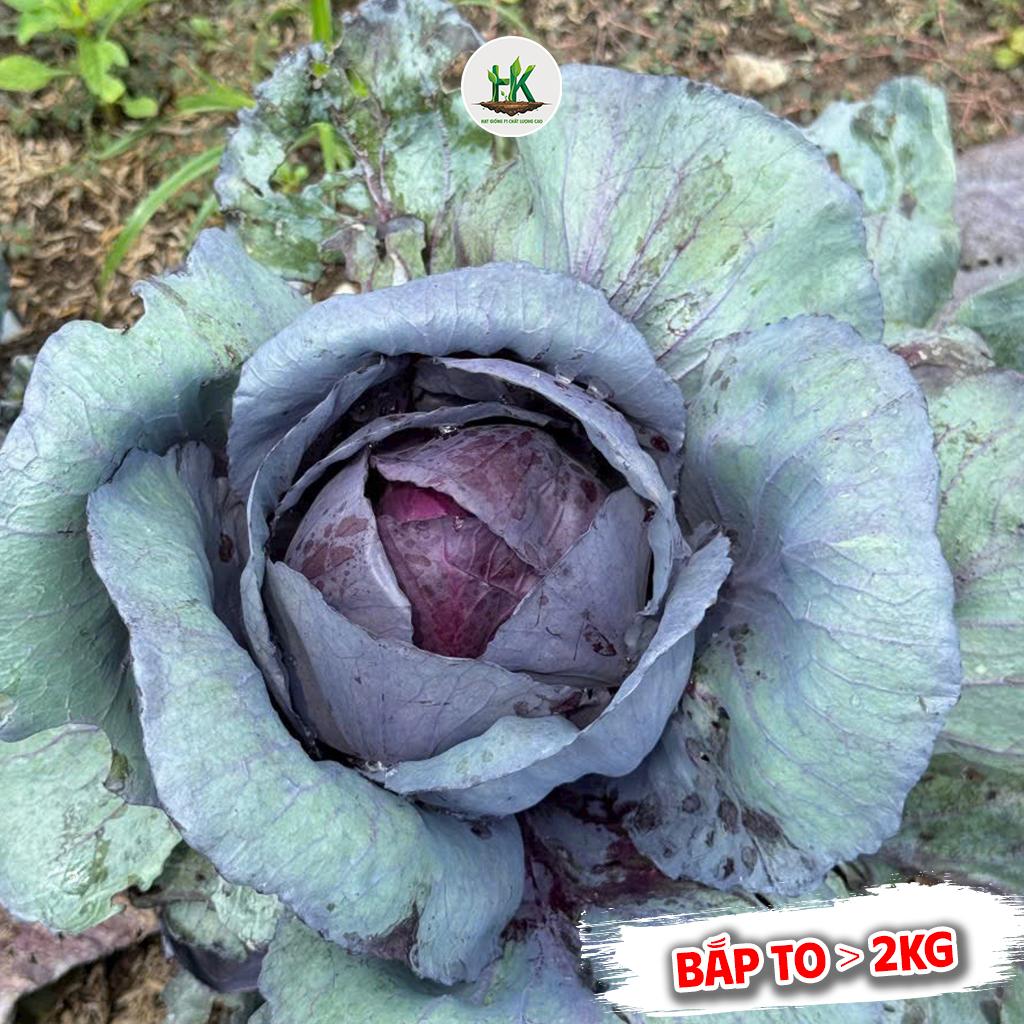 Hạt giống Bắp Cải Tím F1 Siêu To, dễ trồng, sinh trưởng khỏe, năng suất cao, trồng quanh năm - HK SEEDS