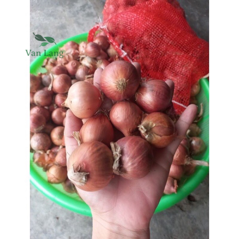 Hành khô - hành khô một nhánh củ to tròn - sỉ rẻ hơn