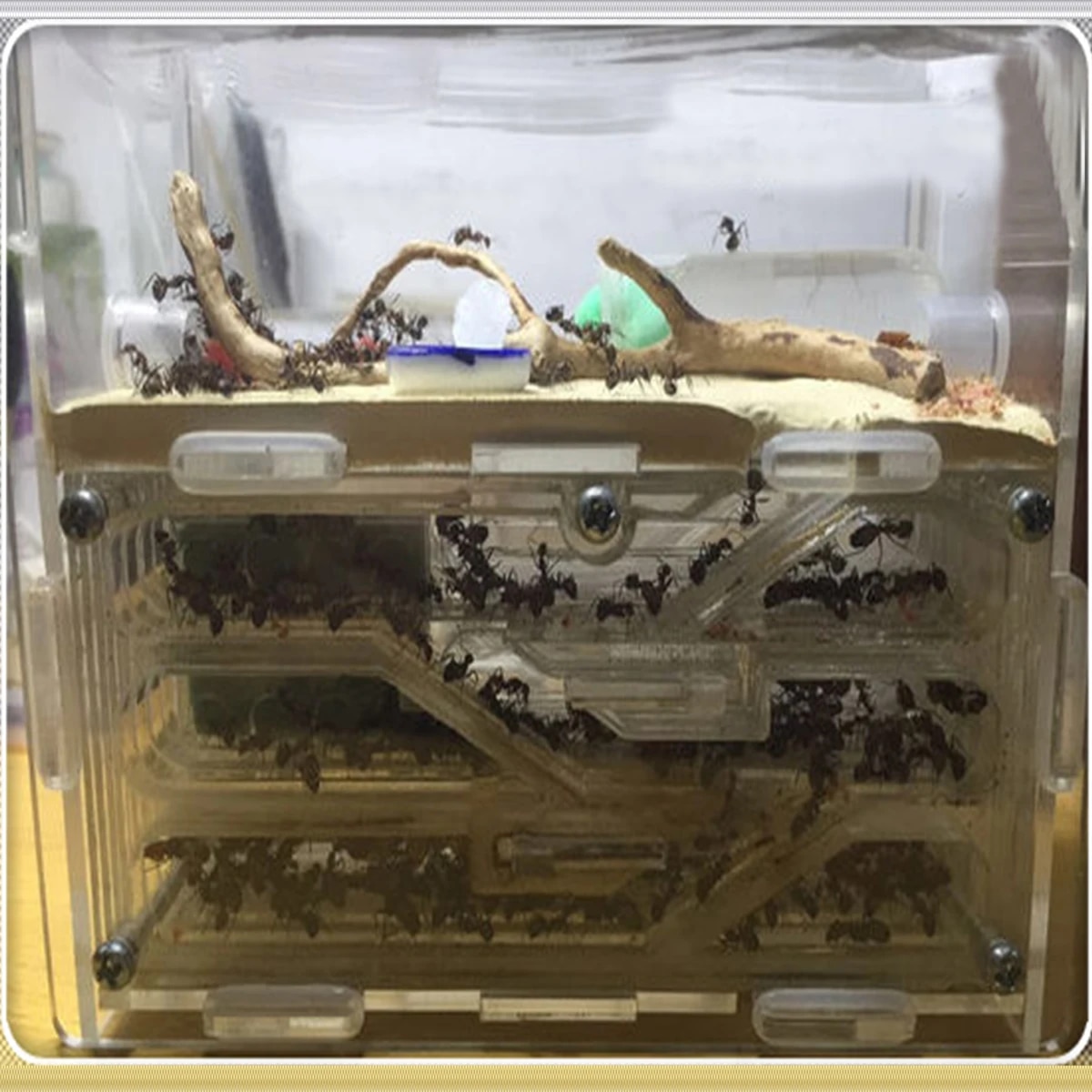 【】 150mmx54mmx110mm Big Diy Moisture With Feeding Area Ant Nest Ant Farm Insect Ant Nests Villa Pet For House Ants