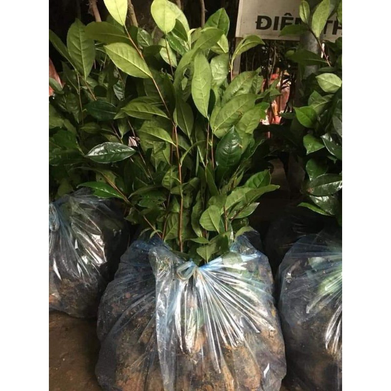 Cây trà xanh thái nguyên mua 10 tặng 2 - shop quỳnh nga
