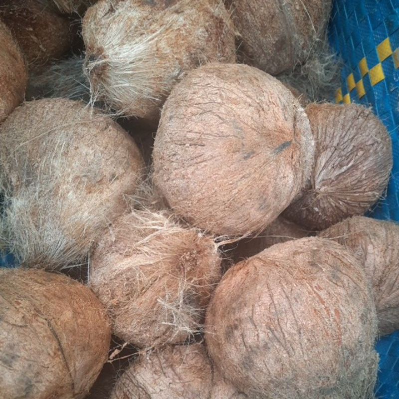 5 tặng 1- combo 5 trái dừa khô gọt vỏ loại to. trái từ 800gr- 1.2kg