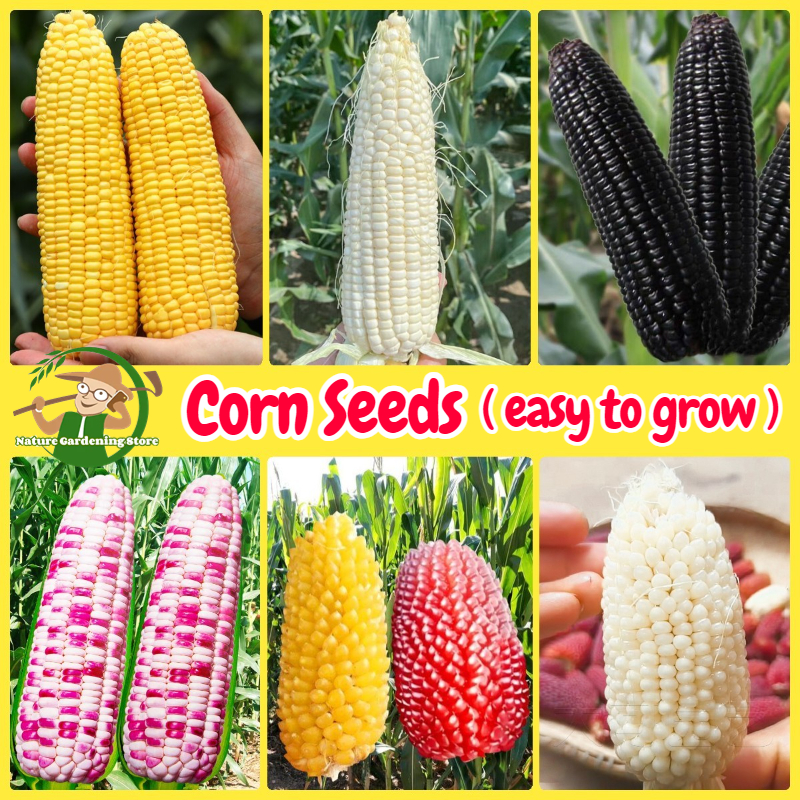 เมล็ดพันธุ์ ข้าวโพด เมล็ดข้าวโพดข้าวเหนียว 40 เมล็ด/แพ็ค Non-GMO F1 Sweet Corn Seeds Waxy Corn ข้าวโพดเหลือง ข้าวโพดดำ ข้าวโพดขาว ข้าวโพดสองสี มินิข้าวโพดสตรอเบอร์รี่ ข้าวโพดสับปะรดขนาดเล็ก ข้าวโพดครีมขนาดเล็ก เมล็ดพันธุ์ผัก ผักสวนครัว พันธุ์ผัก ปลูกง่าย ราคา 38 บาท*ส่งฟรี