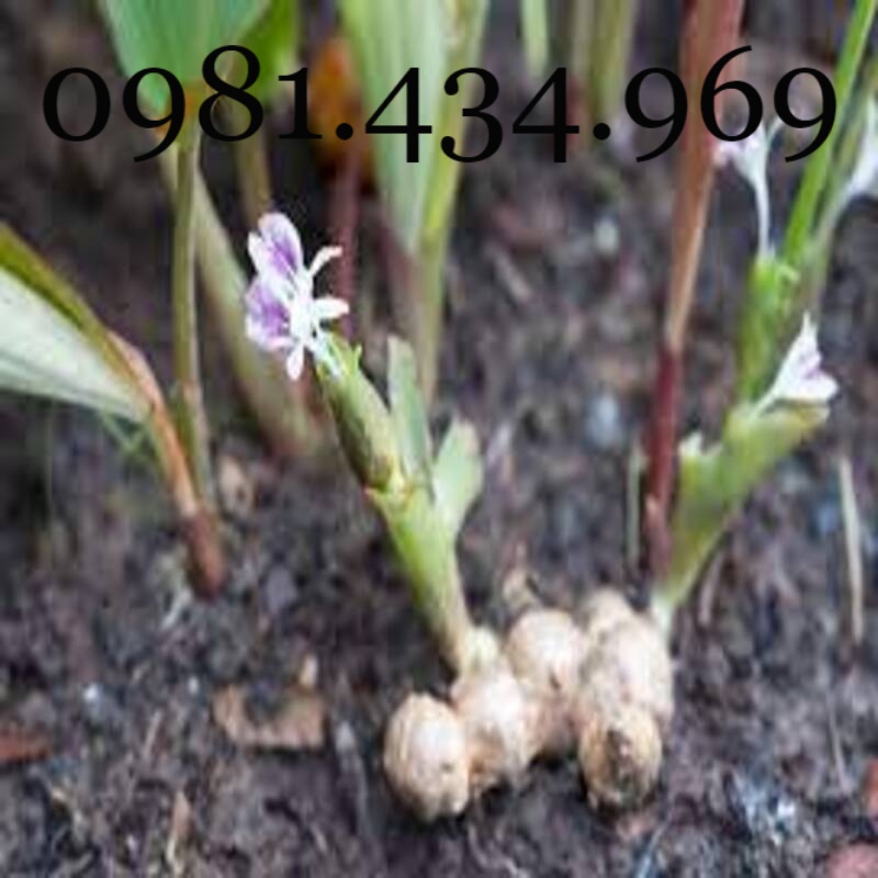 100 Củ Ngải Đen (Gừng Đen, Ngải Tím, Black Ginger) tốt khỏe